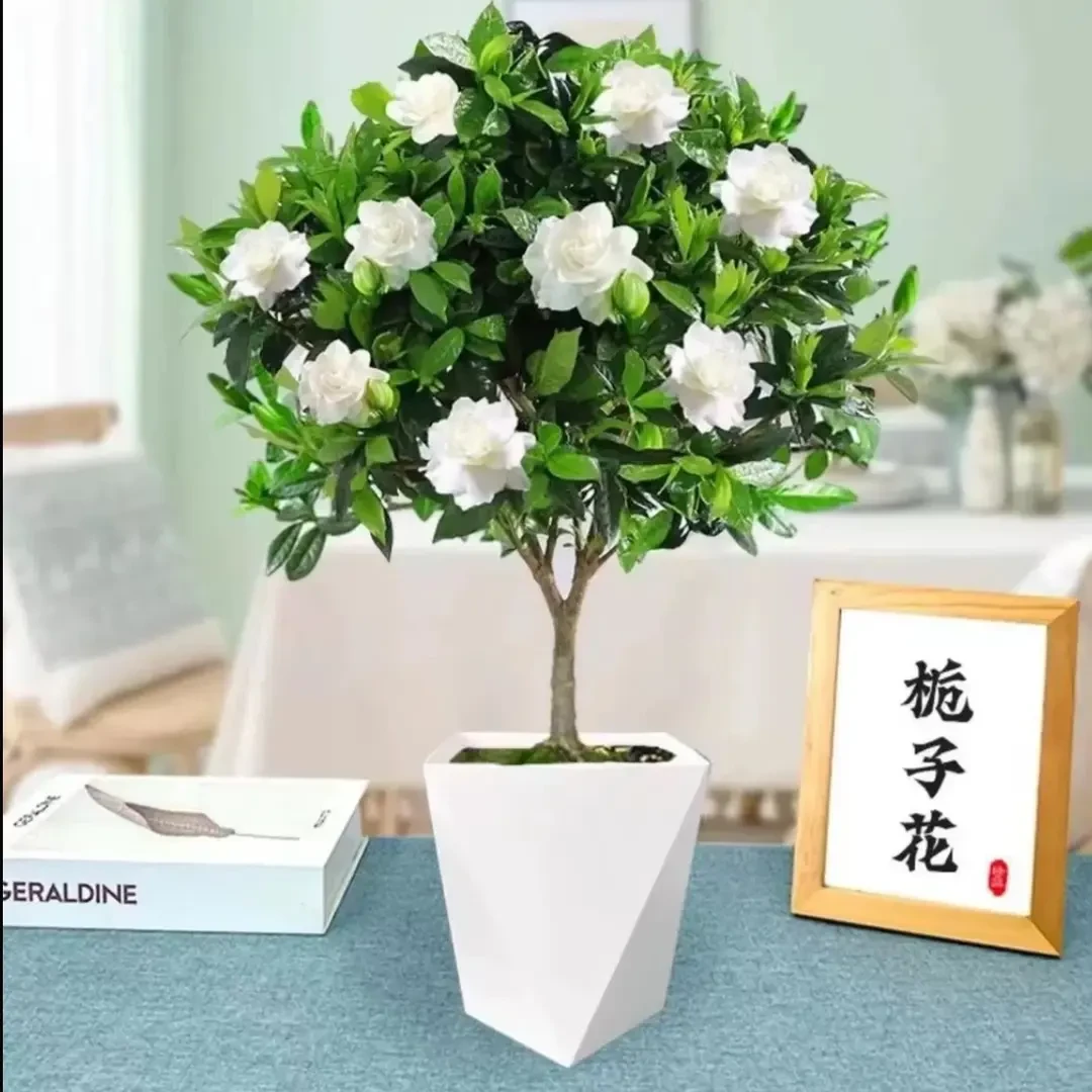 棒棒糖栀子花盆栽带花苞树苗室外阳台浓香型