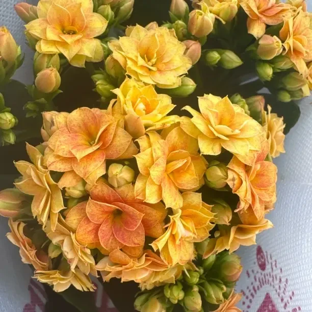 菜单【橙奇】110盆花苞发货