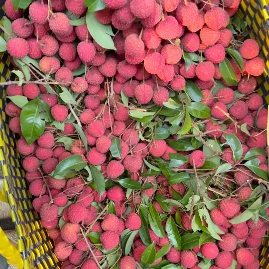 新鲜多汁当季水果岭丰糯荔枝现摘现发荔枝同城送广西壮族自治区