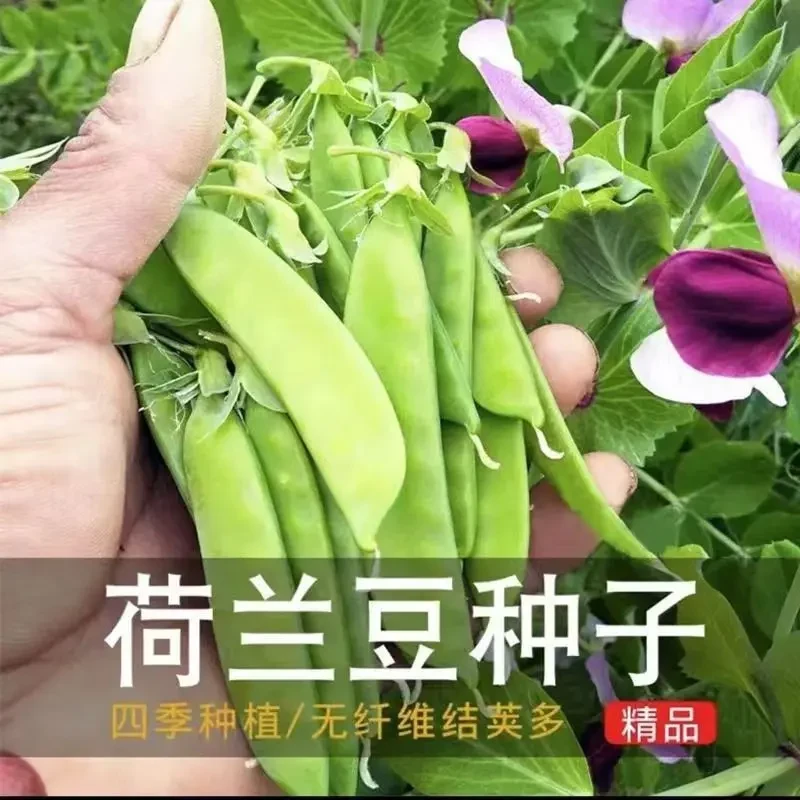 【荷兰豆种子】正品大荚菜豌豆四季播种高产耐寒秋冬农家蔬菜种子