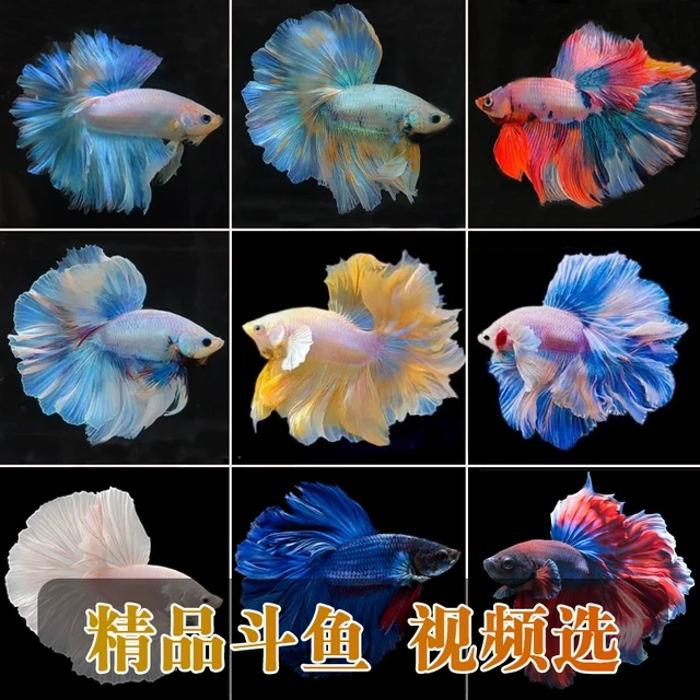 泰国斗鱼活体半月斗鱼将军狮王马尾精品展示级母斗鱼小型观赏鱼