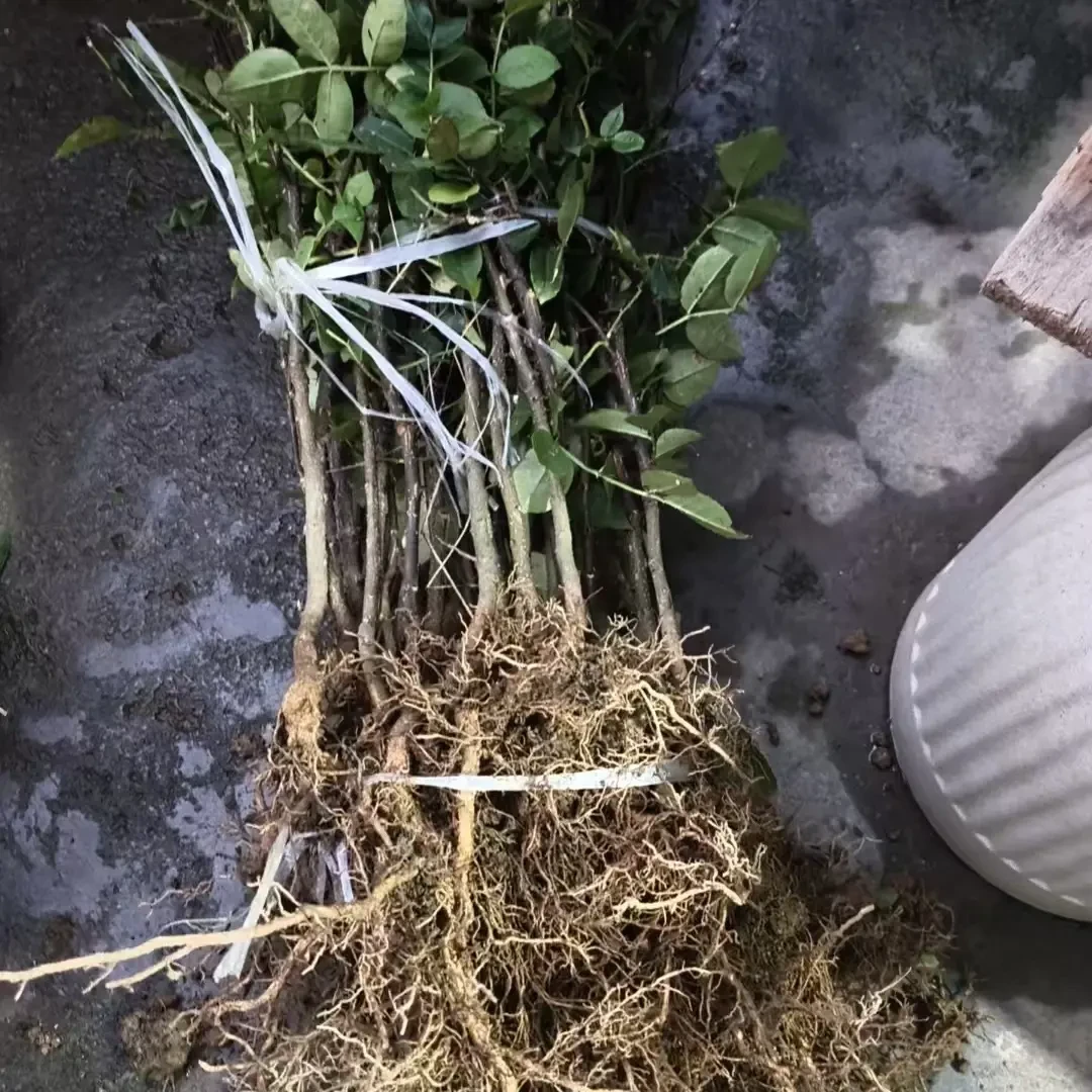 苗80公分系列花椒树苗