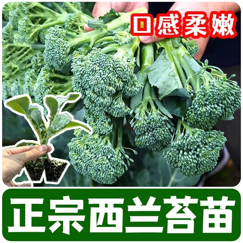西兰苔苗秧苗芥蓝芥兰四季菜苔蔬菜种苗菜心秧苔菜西兰花秋天秋季