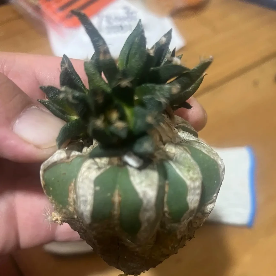 苗接龙舌兰岩牡丹多头