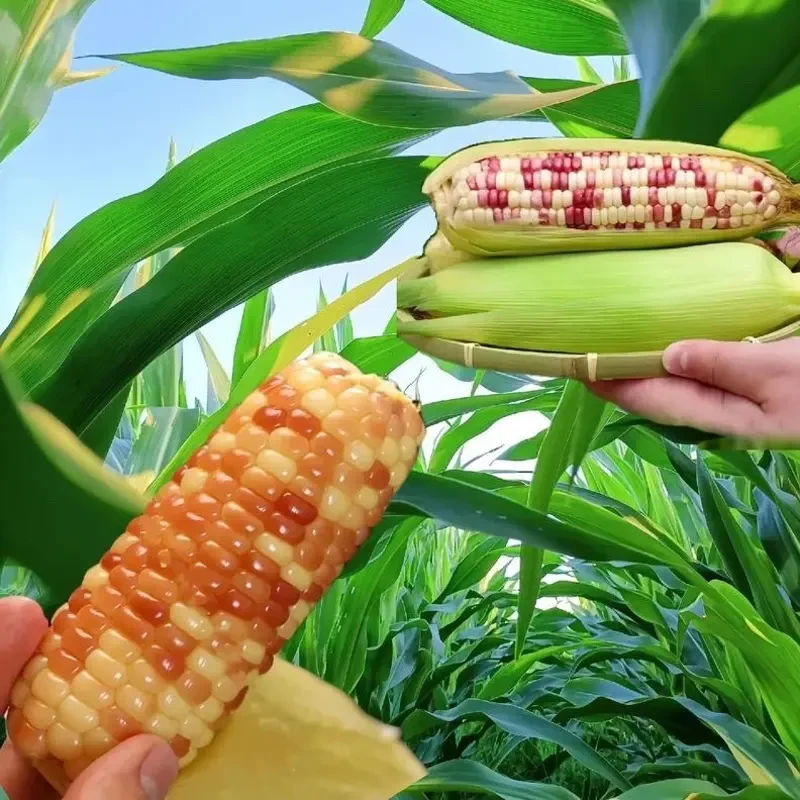 新鲜花糯玉米香甜软糯甜糯玉米甜糯农家糯玉米现摘现发甜糯爆浆