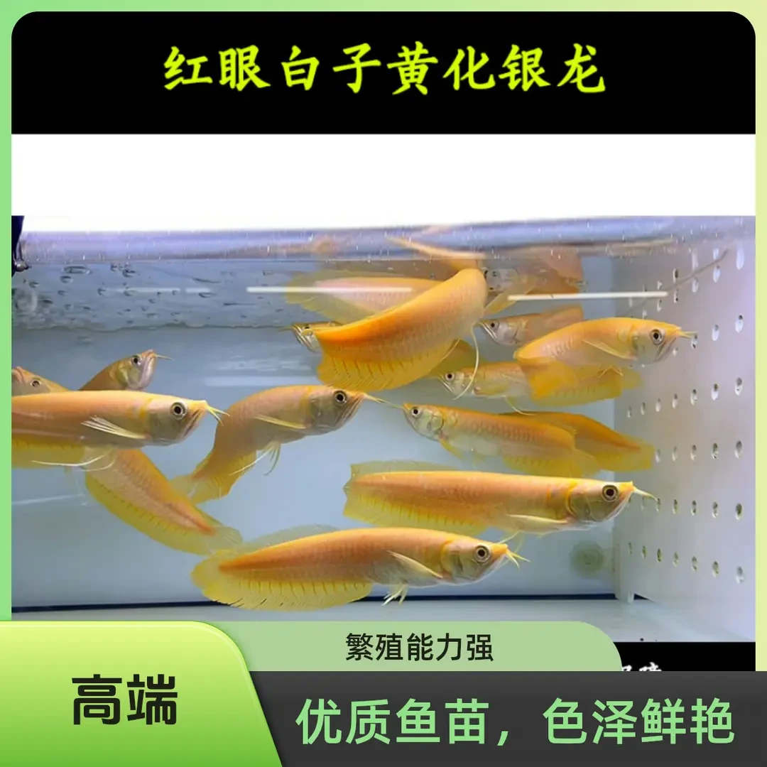 黄化红眼白子银龙鱼金龙鱼红龙鱼观赏鱼练手银龙鱼苗活体精品混养