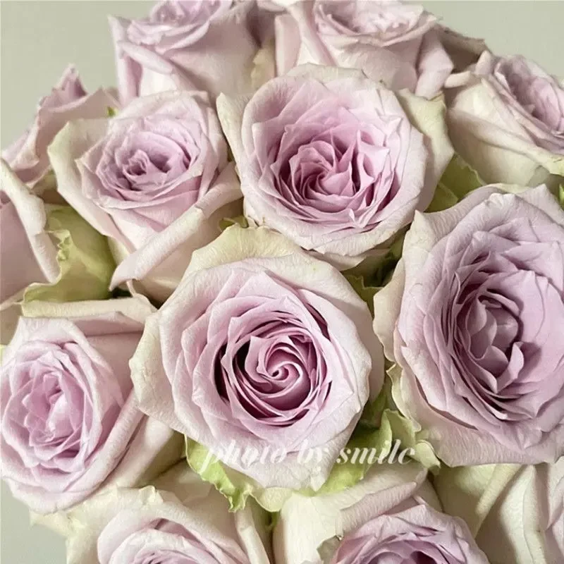 【10支 海洋之谜 浅紫色玫瑰】任意拍两单升级顺丰/京东  云南鲜花