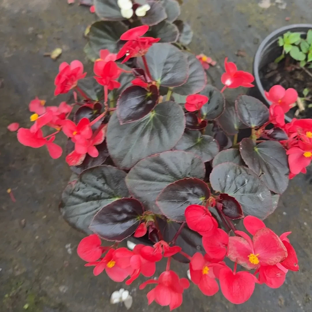 四季海棠盆栽带花带花苞，阳台庭院种植易活四季开花