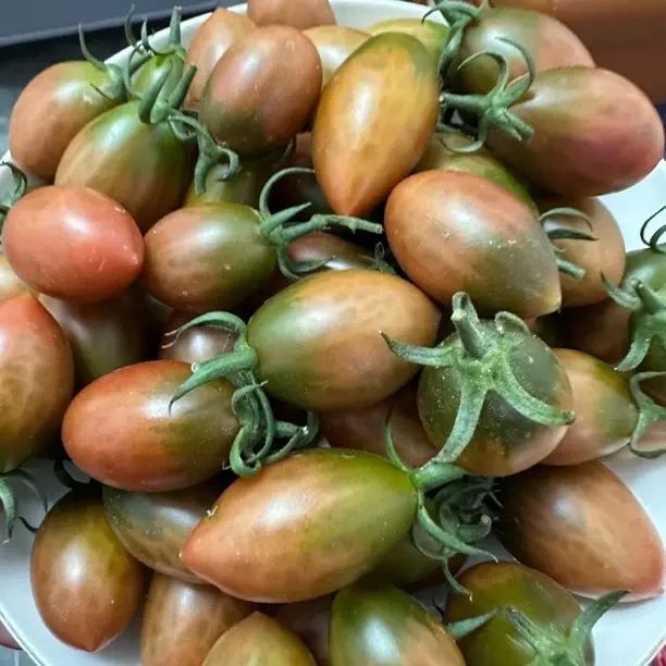 紫弹头小番茄脆甜多汁