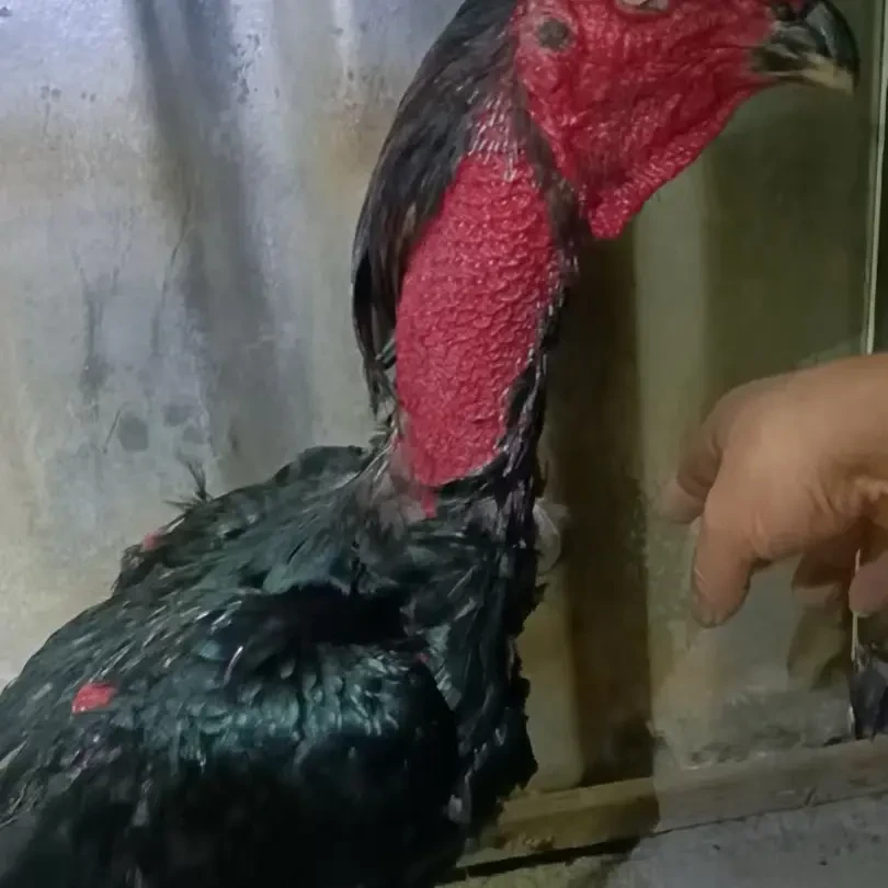 黑羽红冠观赏活体宠物鸡