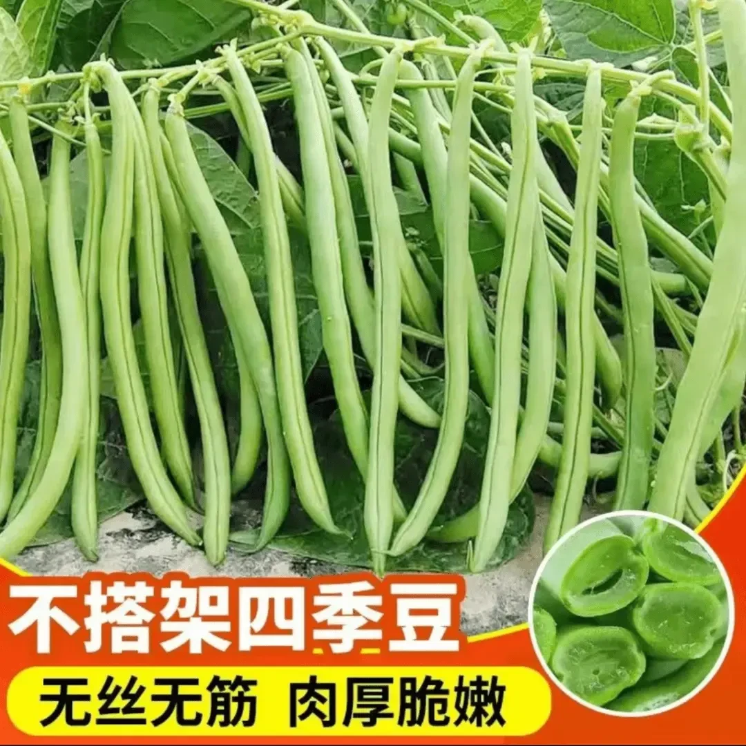 【无架四季豆种子】早生供豆小院盆栽地栽不搭架四季豆蔬菜种籽