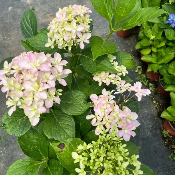 你我的灵感绣球花苗带花苞原土原盆四季盆栽室内外好养活