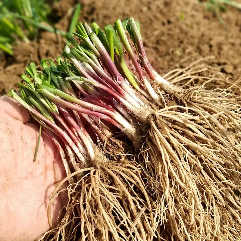 现挖紫红新韭菜根宽叶韭菜苗室内阳台四季盆栽大叶韭菜根庭院