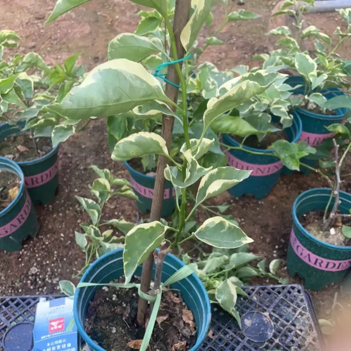 三角梅黄马枝条扦插