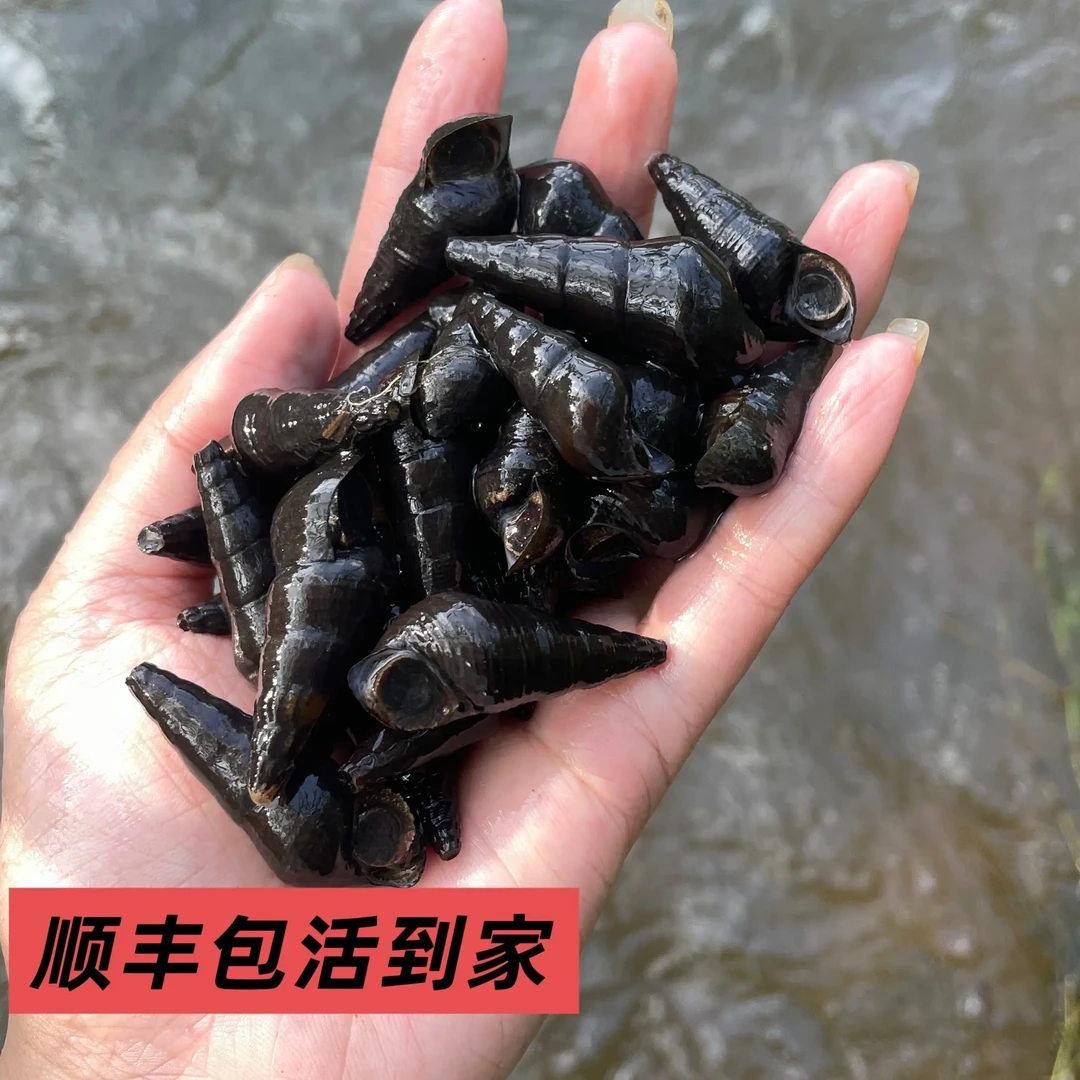 鲜活野生淡水山坑螺顺丰包活到家