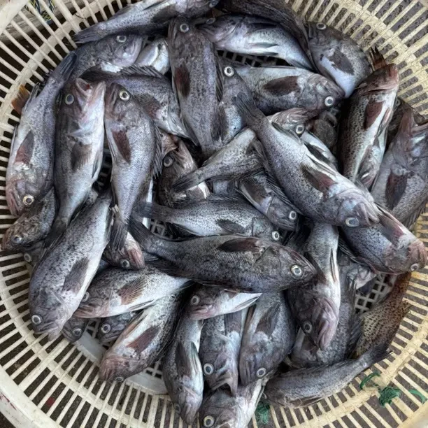 大连新鲜野生黑鱼顺丰包邮