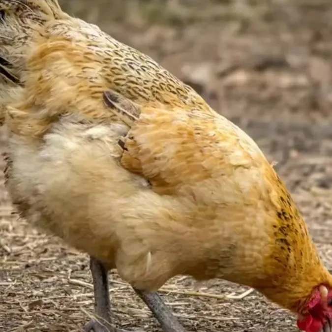正宗高山散养五谷喂养/林下跑山鸡/不土包赔