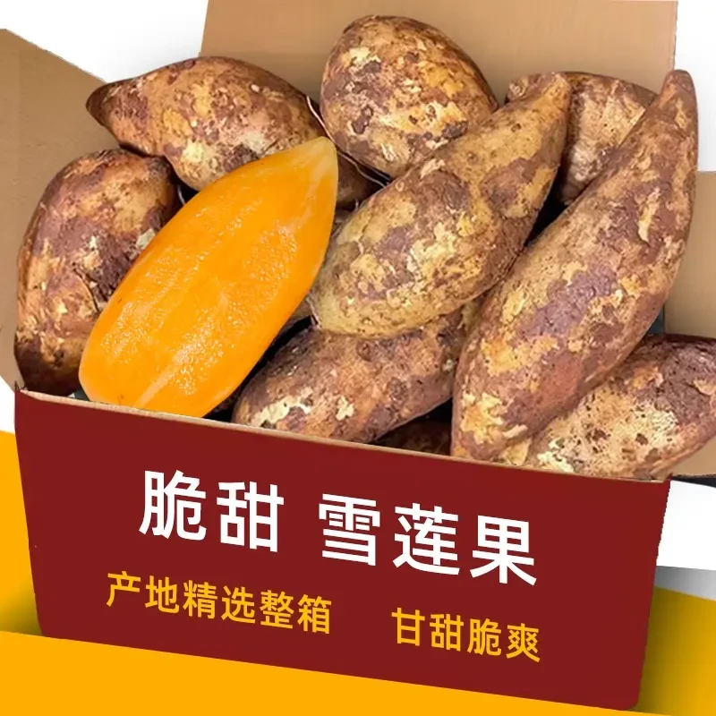 【天山雪莲果】云南天山雪莲果黄心新鲜水果现挖现发当季新鲜热卖