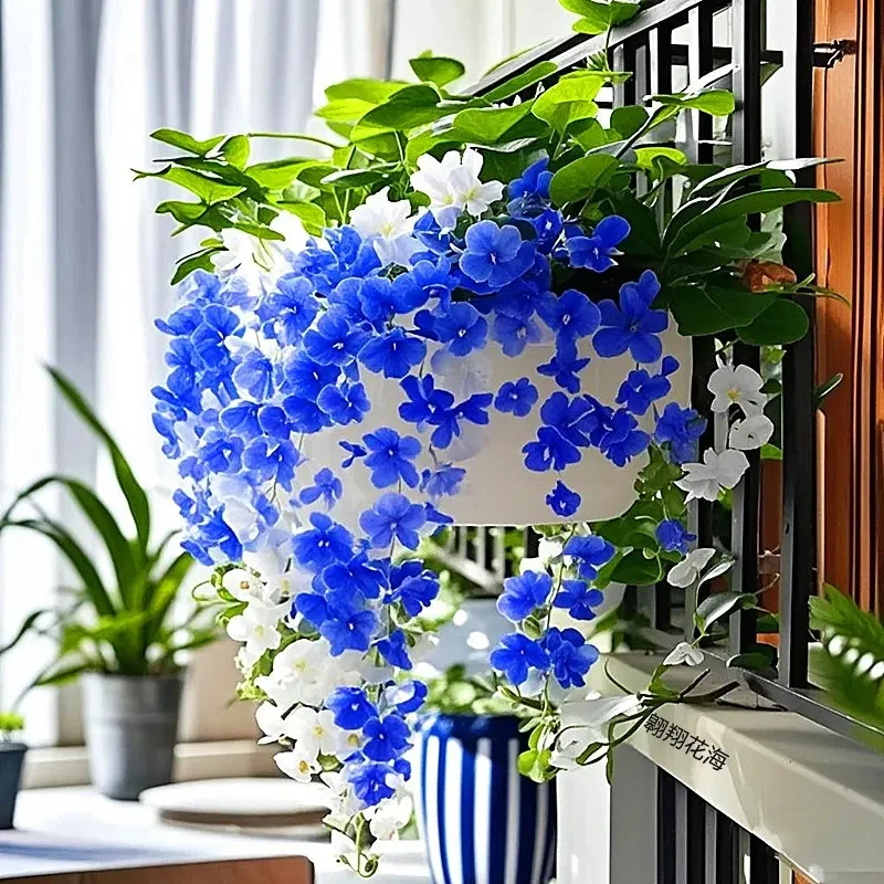 【四季开花】垂丝石斛兰浓香型花卉耐寒植物室内外家庭盆栽耐寒耐热