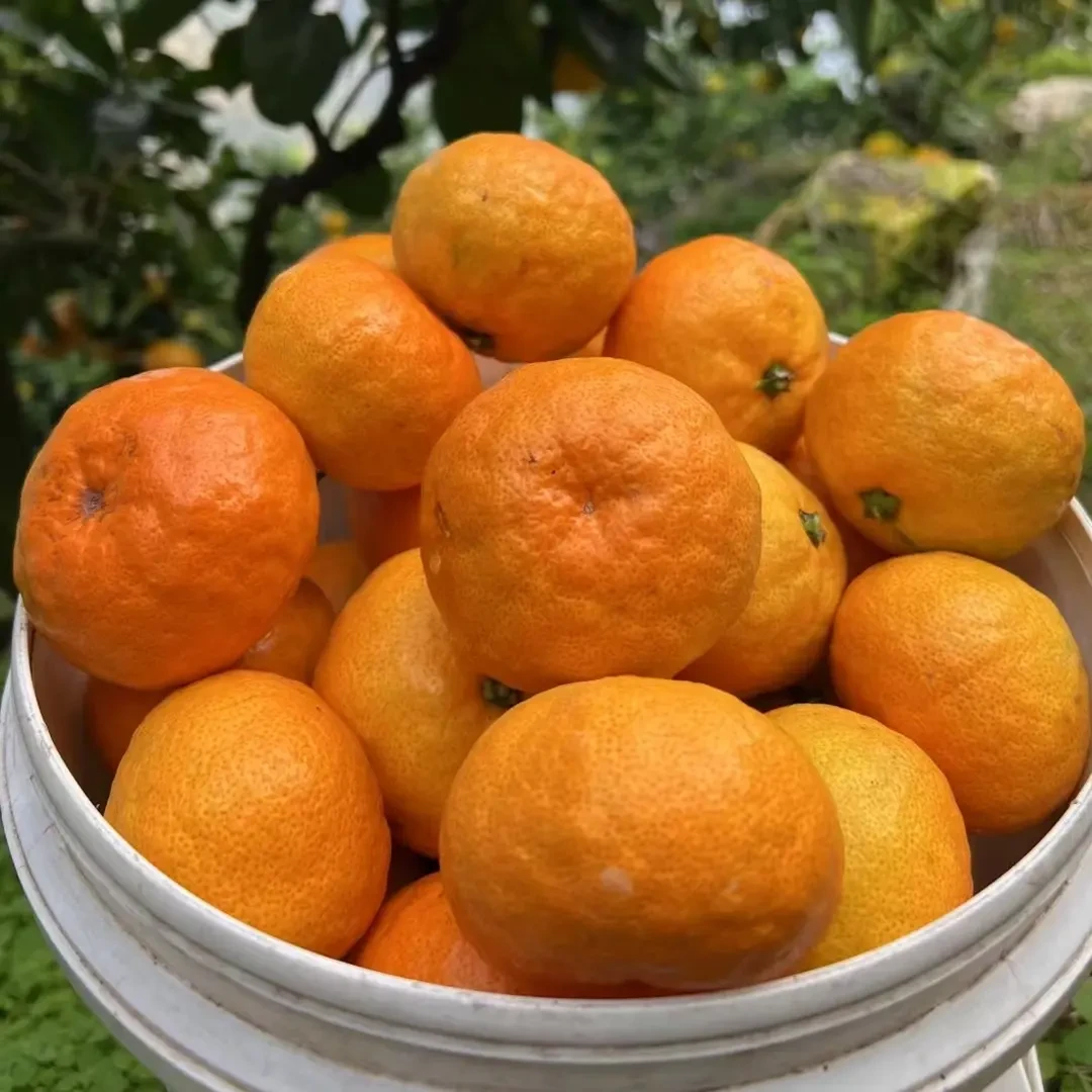正宗涌泉蜜桔现摘新鲜桔子当季水果