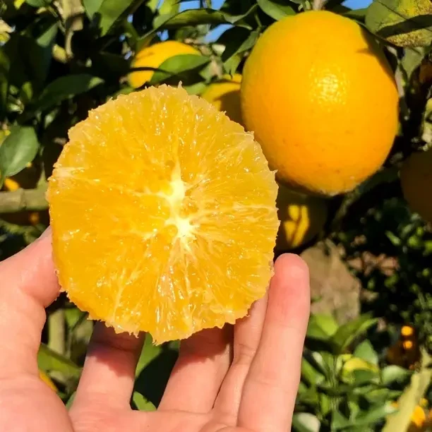 正宗赣南会昌脐橙农家甜橙子自然熟新鲜水果产地直发果肉饱满