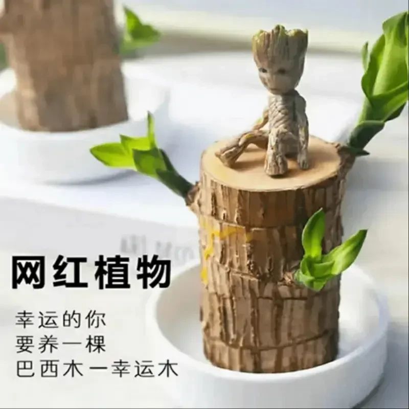 【巴西木幸运木】水培植物寓意好运遇水就活办公桌面摆件