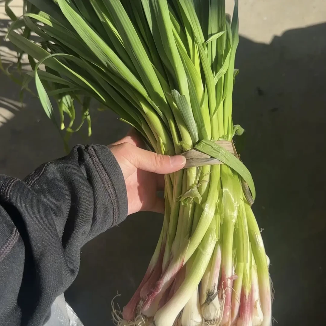 【勿拍勿拍无用】云南红根蒜苗新鲜蒜香味应季蔬菜
