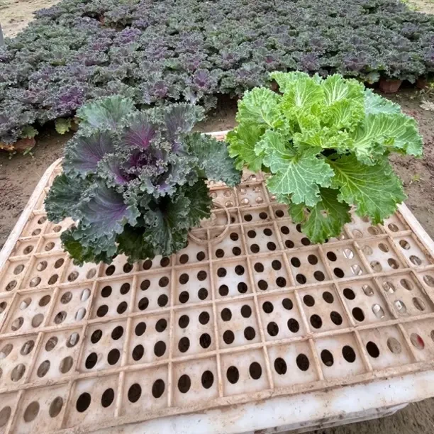 羽衣甘蓝耐寒易养观叶植物适合阳台庭院四季可观赏