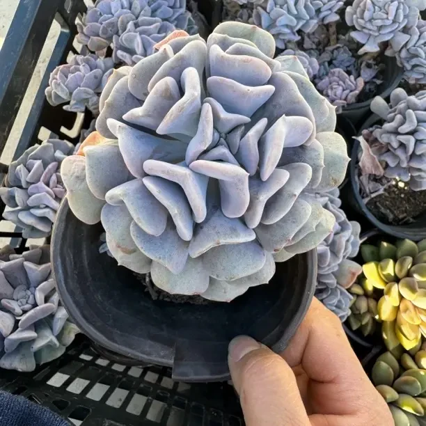 新手好养雪精灵多肉植物适合室内阳台净化空气