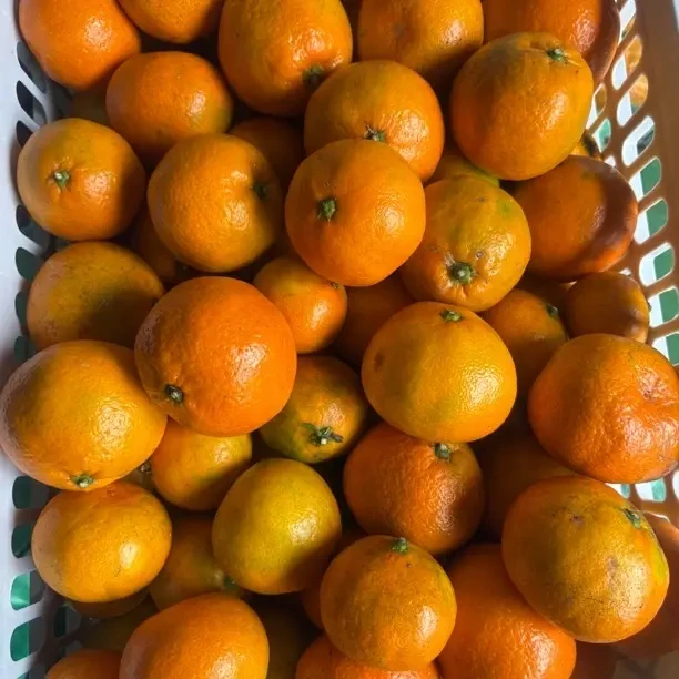 湖南湘西宫川新鲜应季橘好剥皮香甜多汁水果