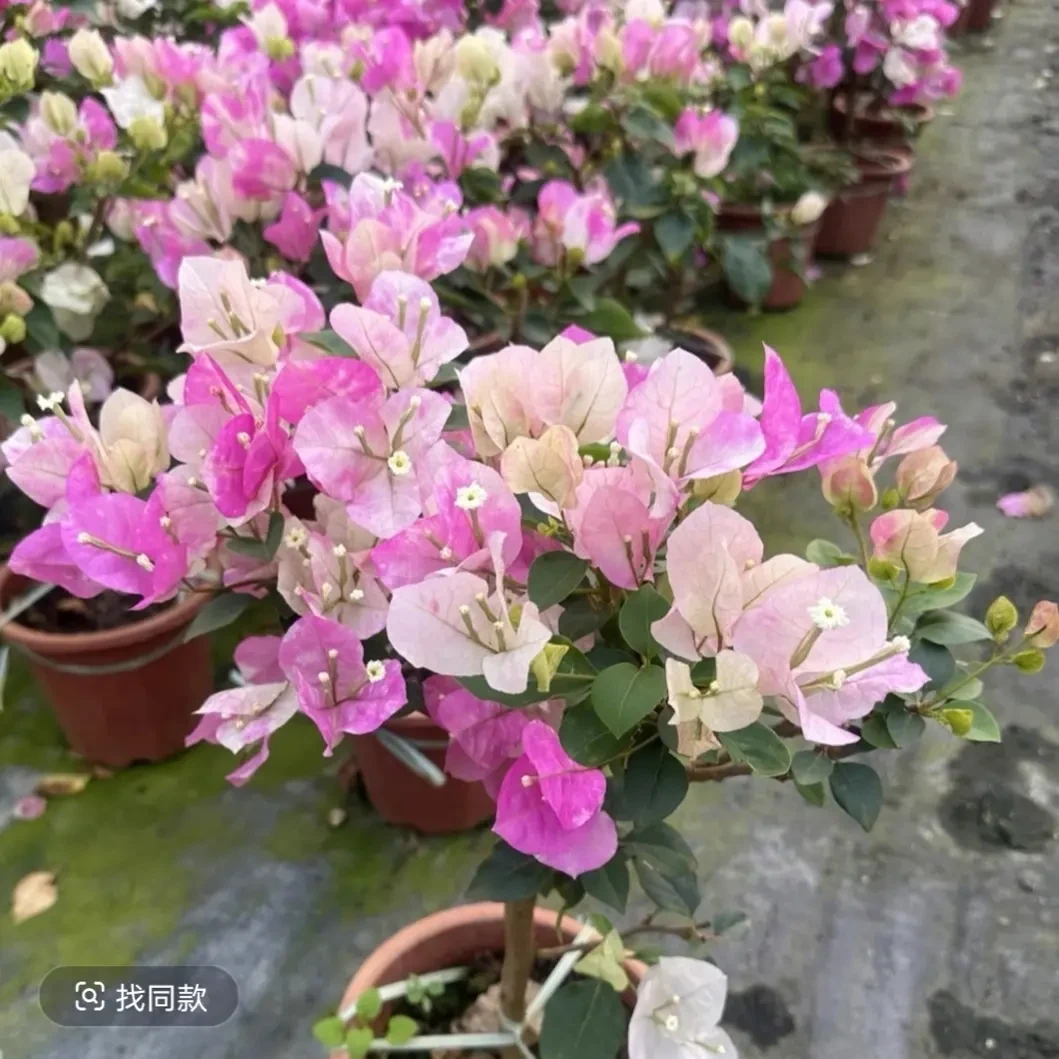 【超级玛丽】三角梅运输途中掉花落叶实属正常介意勿拍