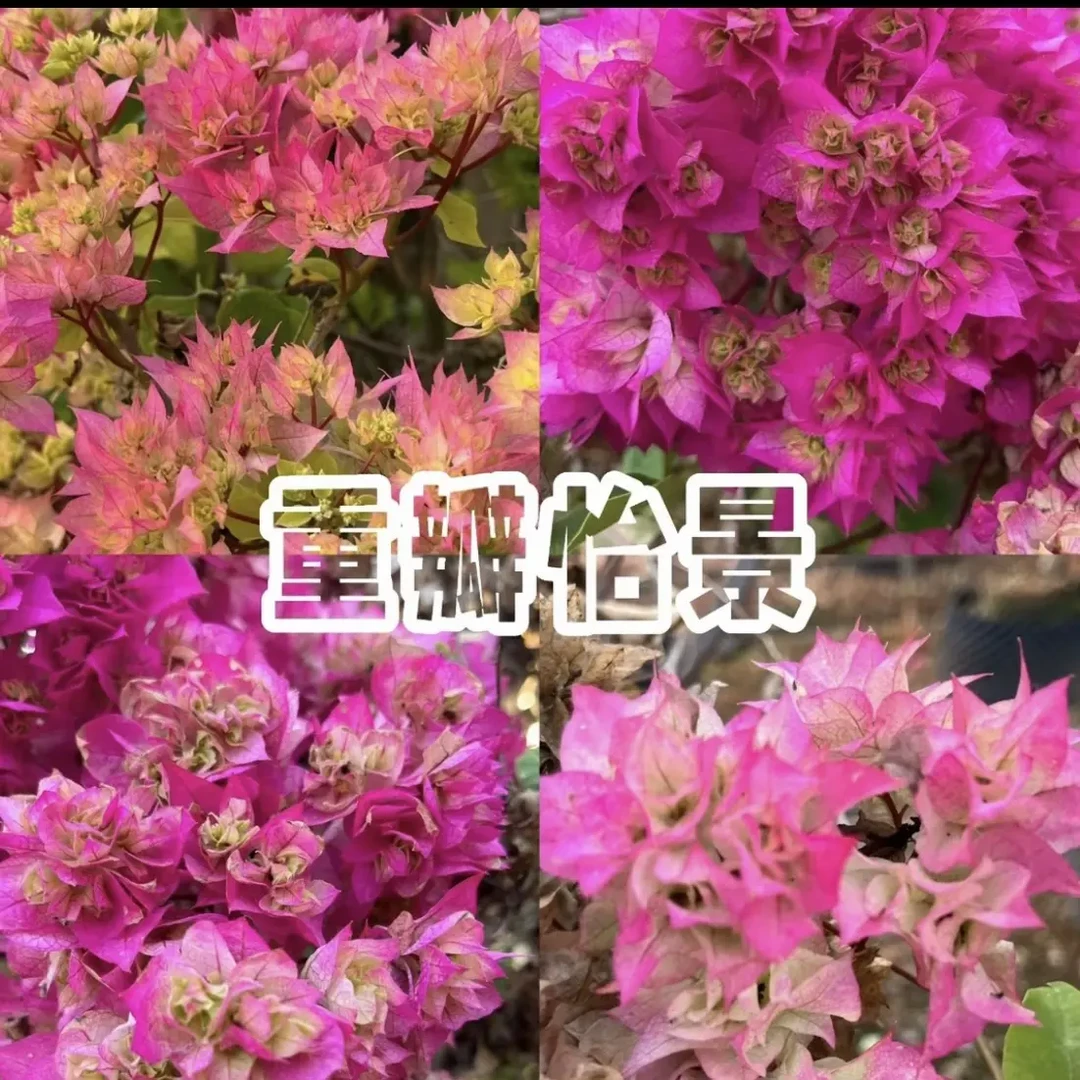 重瓣系列三角梅四季开花可爬藤好养勤花多种颜色可选