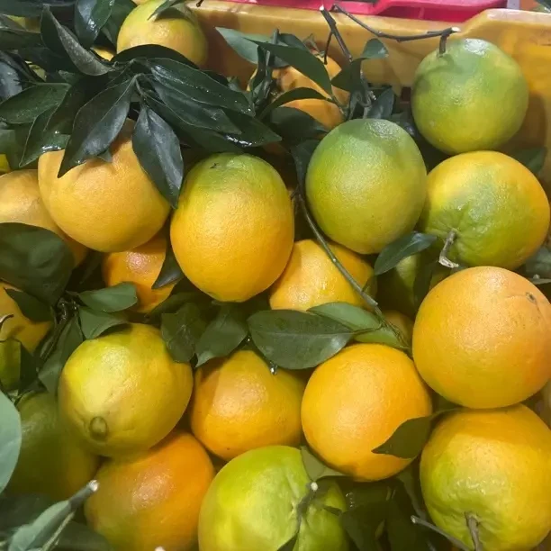 阿赖哥11月2号采摘的赣南脐橙果园现摘现发鲜嫩皮薄