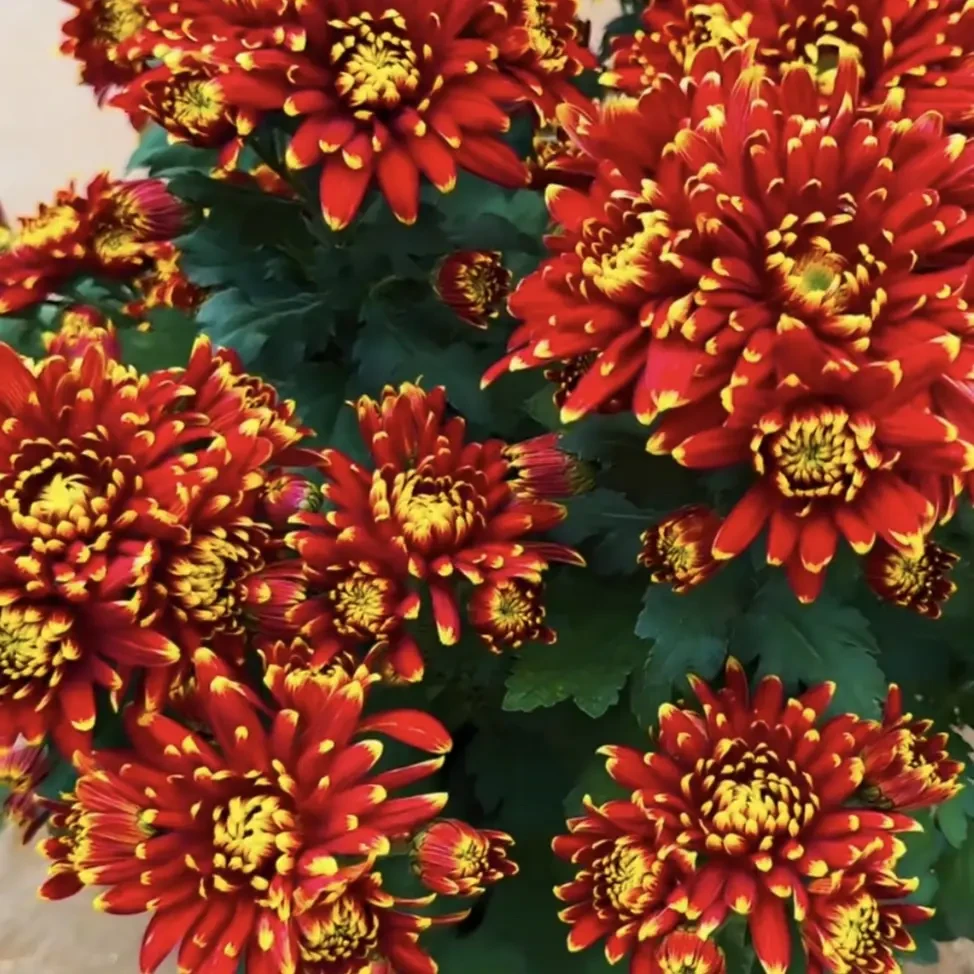 超新品菊花花蝴蝶带花苞发货耐寒好养适合阳台庭院