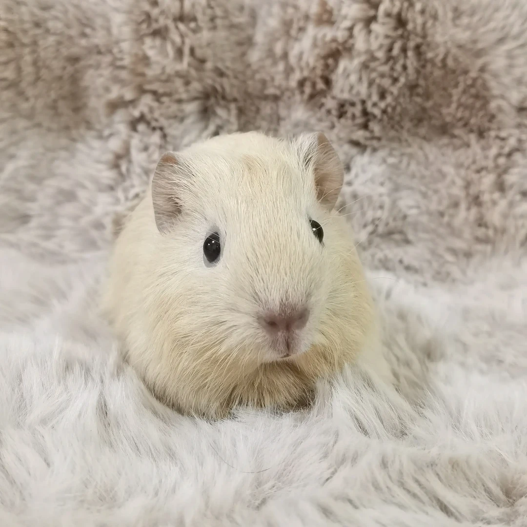 宠物级荷兰猪豚鼠，一猪一拍，实际照片，一对一链接！