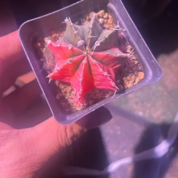 趣味红色黄色牡丹锦星兜锦仙人球办公室小盆栽