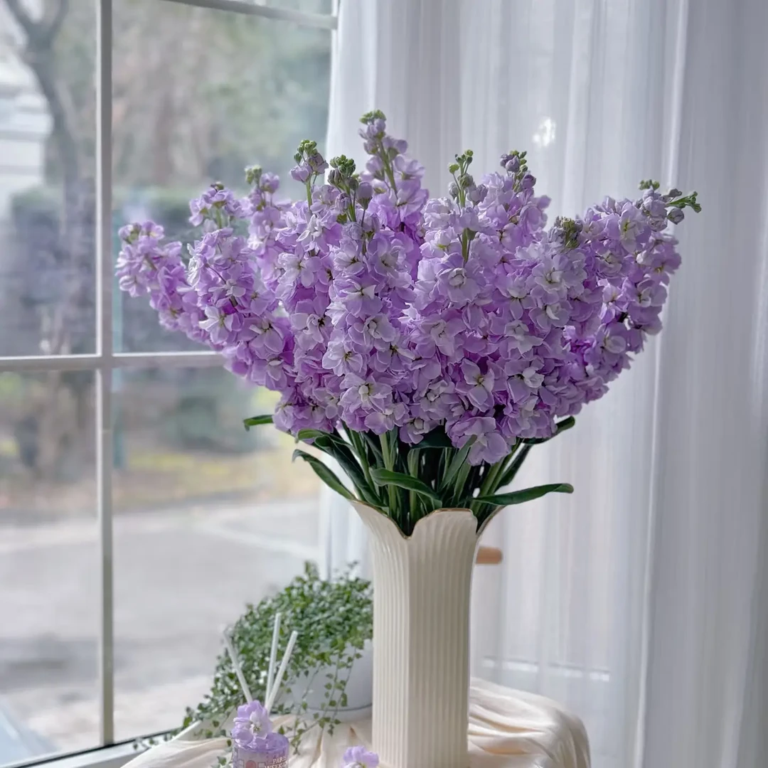 紫色重瓣香水紫罗兰鲜花 云南直发 带纸壳包装醒花 零