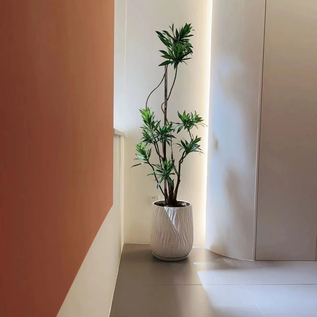 许-金心百合竹大盆栽植物客厅室内懒人绿植极简奶油风真绿植