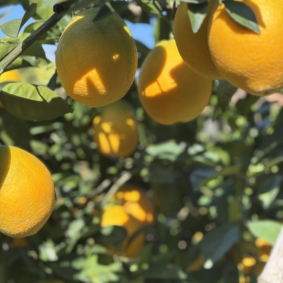 正宗赣南脐橙新鲜应季水果现摘现发产地直发香甜爆汁橙子坏果包赔