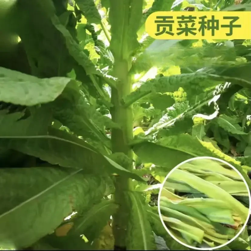 【贡菜种子】四季种植盆栽地栽阳台小院种植