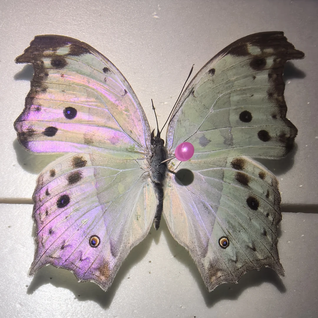 绿贝矩蛱蝶蝴蝶标本装饰画适合送女生的生日礼物家居装
