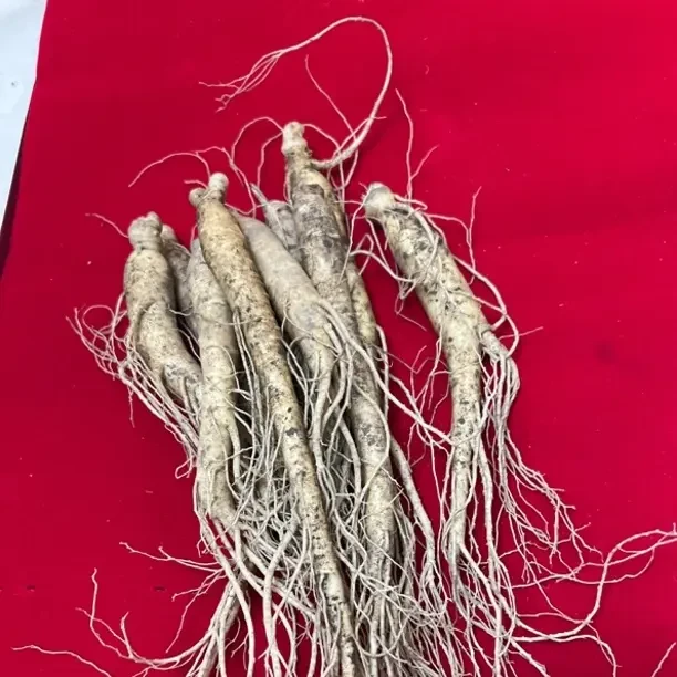 长白山新鲜可煲汤泡水煮粥现挖现卖产地直发人参