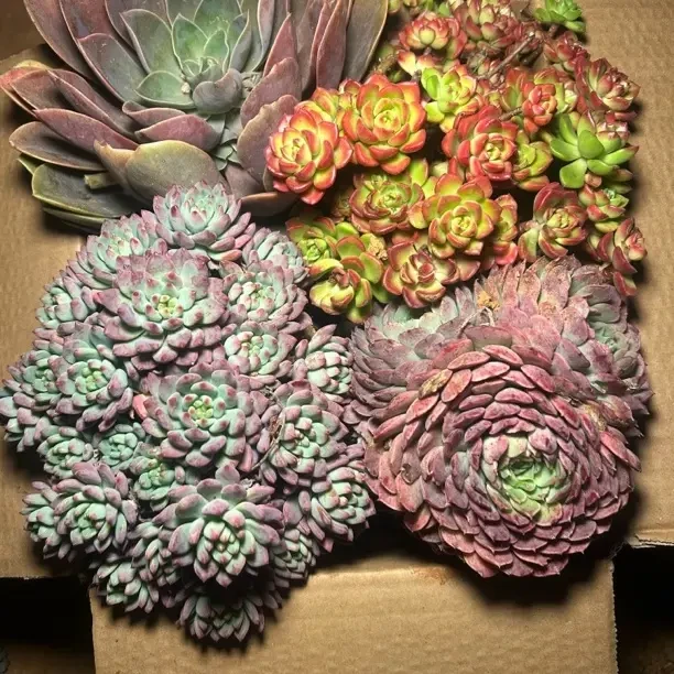 紫气东来朱砂痣蒂亚蓝苹果组合发货