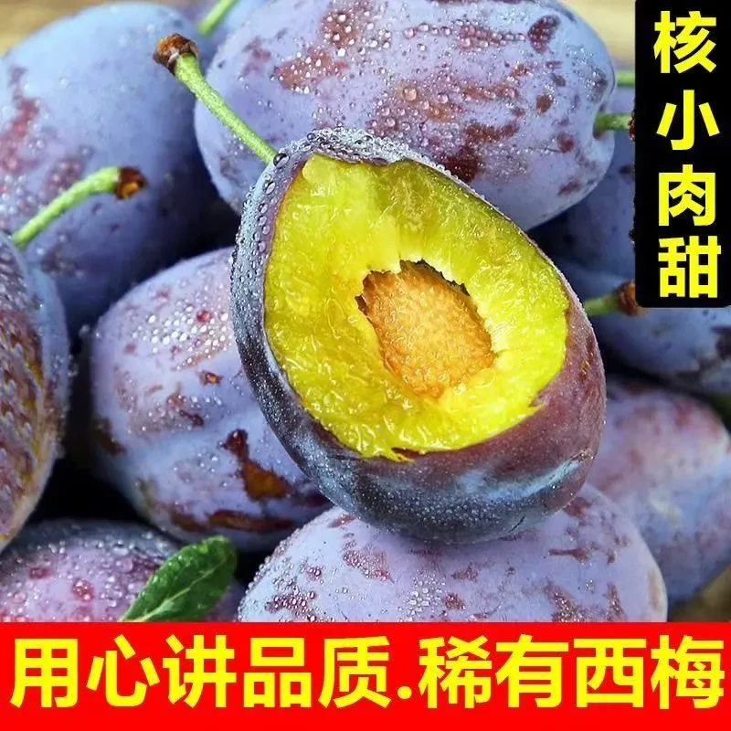 新疆西梅整框约4斤