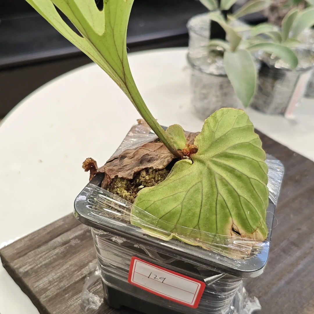 立叶矮小鹿角蕨一物一拍