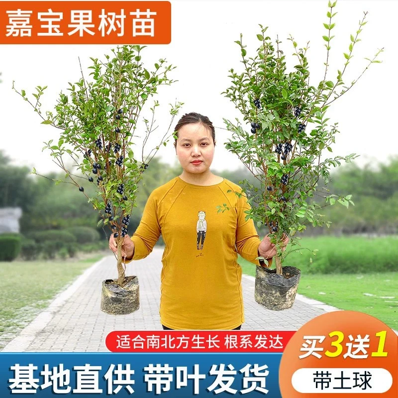 四季嘉宝果苗树葡萄苗黑加仑果树沙巴南方北方种植树苗当年结果