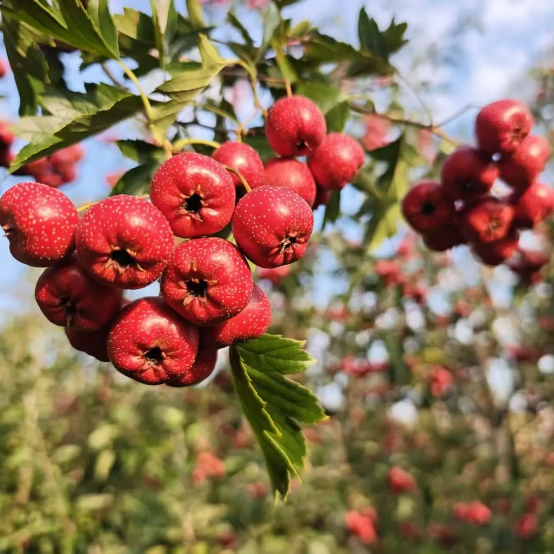（顺丰包邮）沂蒙山甜红子酸甜可口新鲜山楂稀奇水果现摘现发山里红