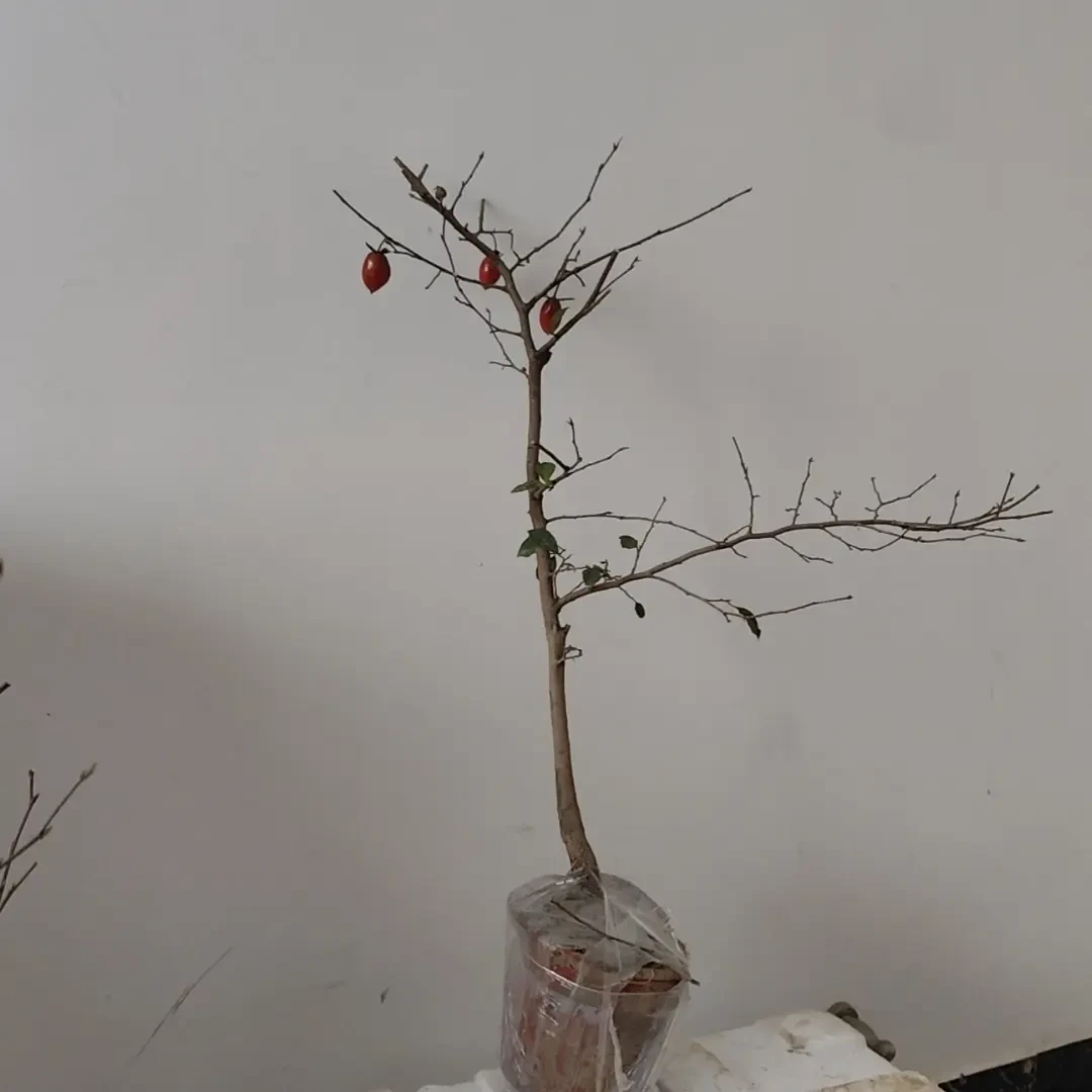 小山鸡老鸦柿。有果有真相