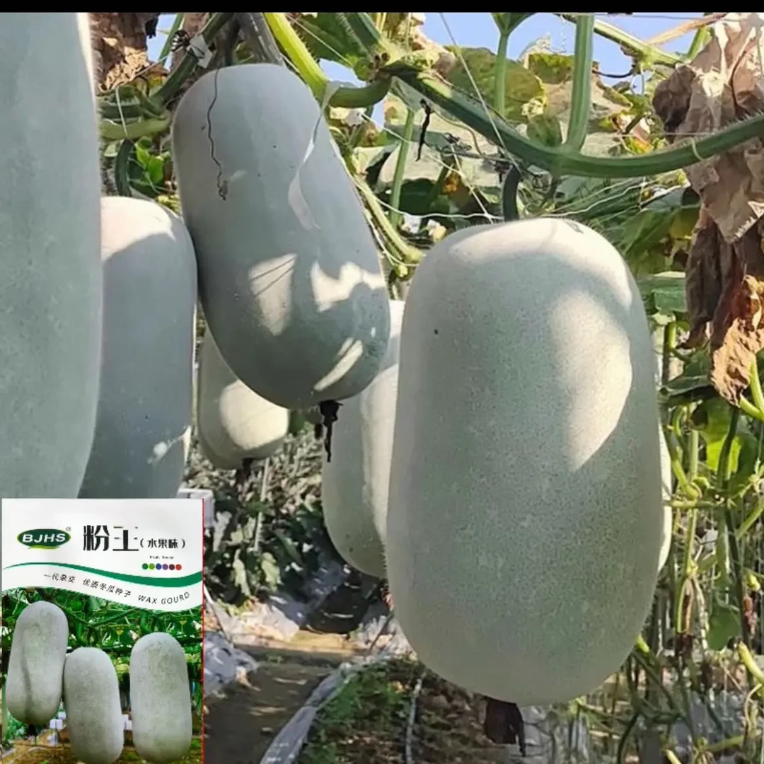 粉王水果小冬瓜种子肉厚心腔小鲜嫩好吃坐瓜多高产抗病