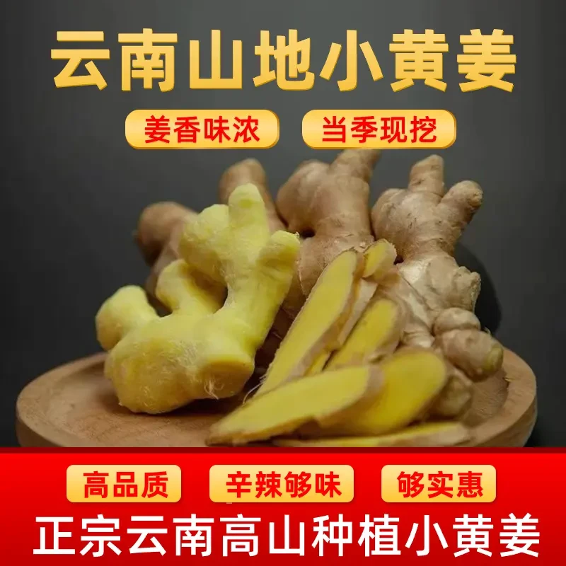 云南小黄姜山地种植新姜香味浓郁辛辣够味产地直销生姜新鲜姜